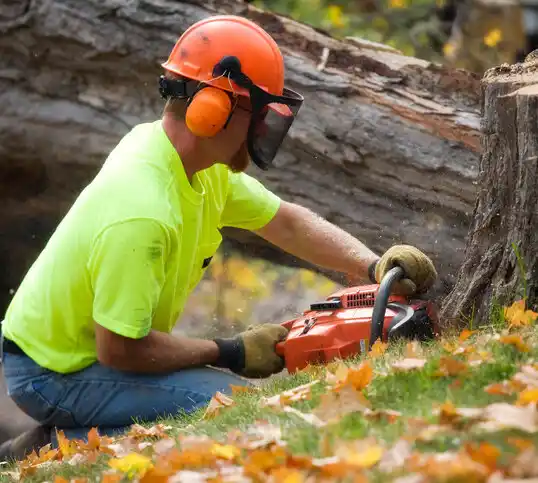 tree services Washington